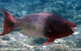 Image result for Scarus rubroviolaceus