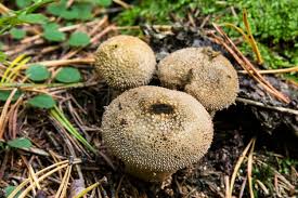 Attēlu rezultāti vaicājumam “Lycoperdon perlatum”
