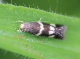 Attēlu rezultāti vaicājumam “Cephaloziella elachista”