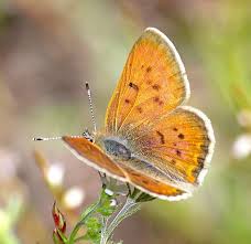 Attēlu rezultāti vaicājumam “Lycogala persicum young”
