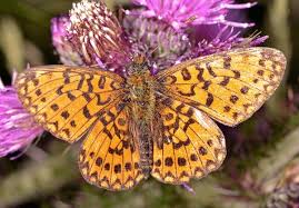 Attēlu rezultāti vaicājumam “Clossiana selene upperside”