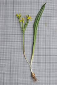 Attēlu rezultāti vaicājumam “Gagea lutea bud”