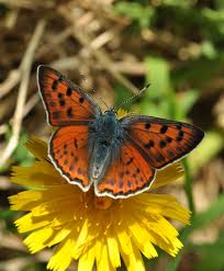 Attēlu rezultāti vaicājumam “Lycaena alciphron”