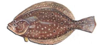 Image result for Paralichthys dentatus