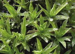 Attēlu rezultāti vaicājumam “Pseudocalliergon turgescens”