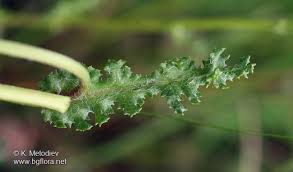 Attēlu rezultāti vaicājumam “Senecio vernalis”