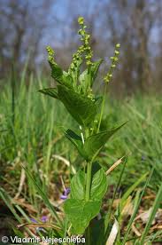 Attēlu rezultāti vaicājumam “Mercurialis perennis bud”