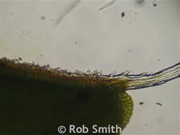 Attēlu rezultāti vaicājumam “Heterotrichia oerstedii (syn. Arcyria oerstedii) stalked”