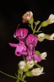 Attēlu rezultāti vaicājumam “Diderma tigrinum”