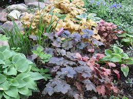 Image result for Heuchera Metallica
