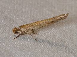 Attēlu rezultāti vaicājumam “Yponomeutidae”