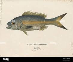 Image result for Ocyurus chrysurus