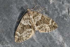 Attēlu rezultāti vaicājumam “Thera variata”