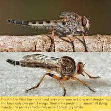 Attēlu rezultāti vaicājumam “Asilidae”