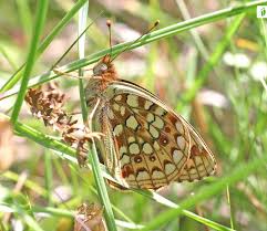 Attēlu rezultāti vaicājumam “Argynnis niobe underside”
