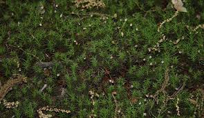 Attēlu rezultāti vaicājumam “Polytrichum commune var. perigoniale”