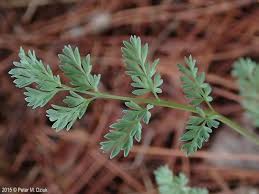 Attēlu rezultāti vaicājumam “Corydalis intermedia leaf”