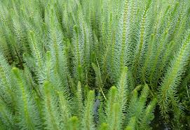 Attēlu rezultāti vaicājumam “Hippuris vulgaris”