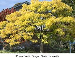 Attēlu rezultāti vaicājumam “Phellodendron amurense”