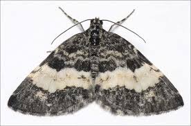 Attēlu rezultāti vaicājumam “Spargania luctuata”