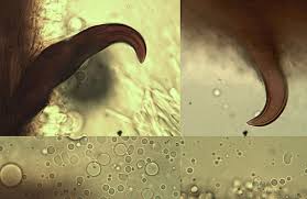 Attēlu rezultāti vaicājumam “Onnia triquetra”