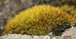 Attēlu rezultāti vaicājumam “Tortella tortuosa”