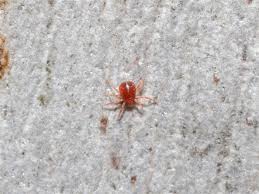 Attēlu rezultāti vaicājumam “Acari”