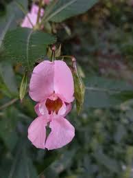 Image result for Impatiens glandulifera