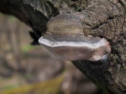 Attēlu rezultāti vaicājumam “Phellinus tremulae”