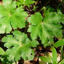 Attēlu rezultāti vaicājumam “Sanicula europaea”