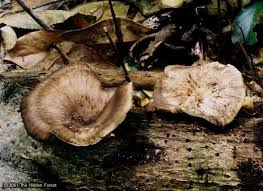 Attēlu rezultāti vaicājumam “Polyporus melanopus”