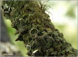 Attēlu rezultāti vaicājumam “Melanohalea exasperata”