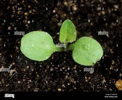 Attēlu rezultāti vaicājumam “Lapsana communis leaf”