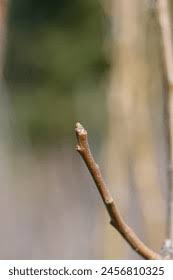 Attēlu rezultāti vaicājumam “Aronia melanocarpa bud”