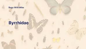 Attēlu rezultāti vaicājumam “Byrrhidae”