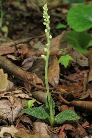 Attēlu rezultāti vaicājumam “Goodyera repens flower”