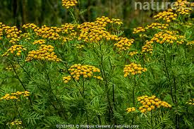 Attēlu rezultāti vaicājumam “Tanacetum vulgare flower”