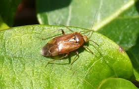 Attēlu rezultāti vaicājumam “Lygus pratensis imago”