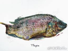 「魚拓」的圖片搜尋結果