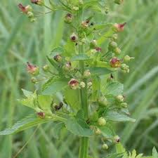 Attēlu rezultāti vaicājumam “Scrophularia umbrosa”