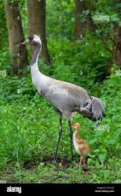 Attēlu rezultāti vaicājumam “Grus grus adult”