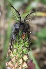 Attēlu rezultāti vaicājumam “Gynaephora selenitica”
