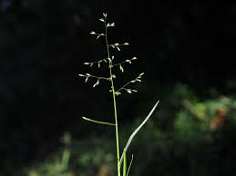 Attēlu rezultāti vaicājumam “Poa nemoralis fruit”