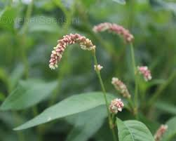 Attēlu rezultāti vaicājumam “Persicaria maculosa leaf”