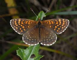 Attēlu rezultāti vaicājumam “Melitaea diamina underside”