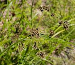 Attēlu rezultāti vaicājumam “Scirpus sylvaticus bud”