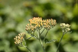 Attēlu rezultāti vaicājumam “Achillea millefolium bud”