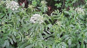 Attēlu rezultāti vaicājumam “Sium latifolium flower”