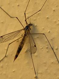 Attēlu rezultāti vaicājumam “Tipulidae female”