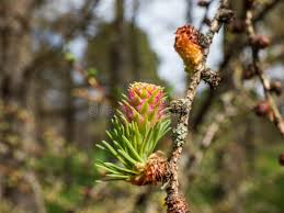 Attēlu rezultāti vaicājumam “Larix kaempferi female flower”